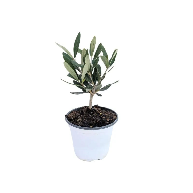 Mini Bonsai Olivo in vaso plastica - vista frontale su sfondo chiaro