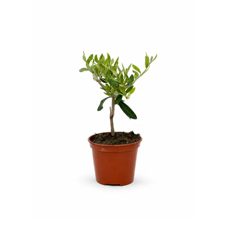 Mini Bonsai Olivo in vaso plastica - vista frontale su sfondo chiaro