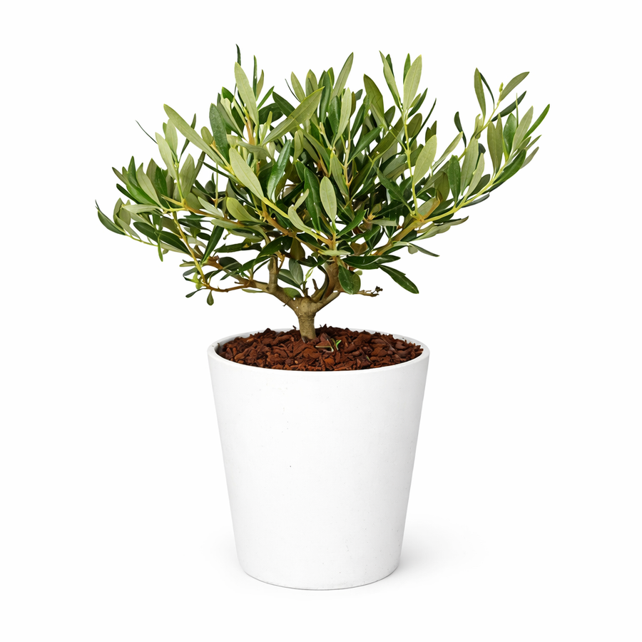 Olivo Bonsai Dallas Midi - pianta in vaso di ceramica bianco su sfondo chiaro, vista frontale