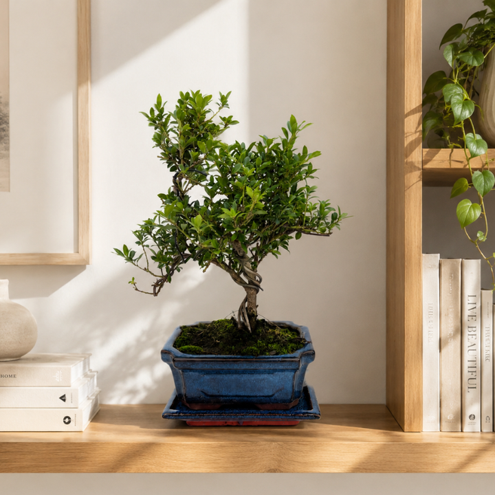 Bonsai ornamentale in vaso blu collocato su mensola in legno chiaro accanto a libri decorativi e pianta ricadente in ambiente interno moderno e luminoso.