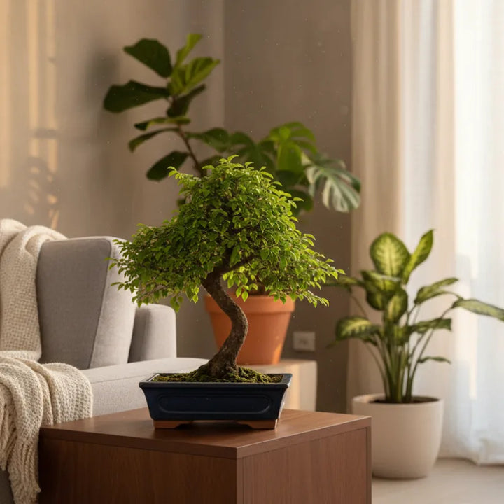 Bonsai zelkova parvifolia olmo giapponese in vaso blu su tavolino in soggiorno luminoso con piante da interno.