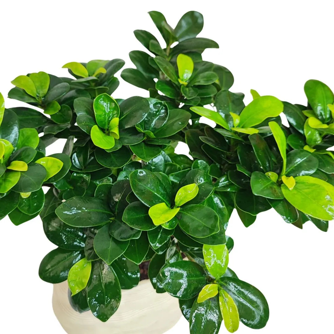 Bonsai Ficus Ginseng - pianta da interno su sfondo chiaro, ideale per arredamento moderno