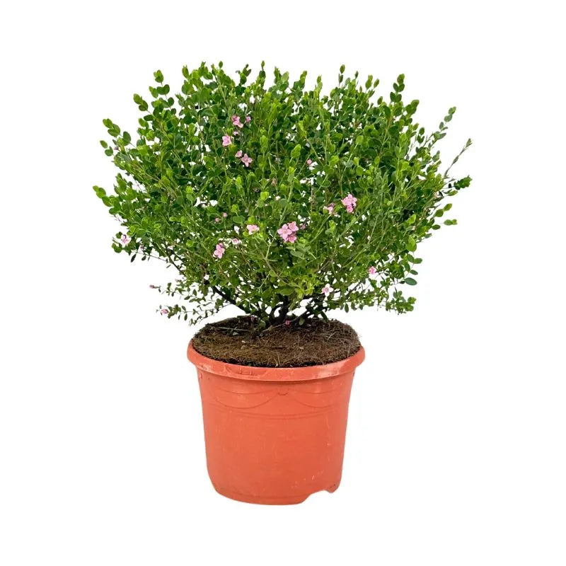 Boronia Crenulata - pianta ornamentale profumata in vaso da 19 cm con fiori rosa