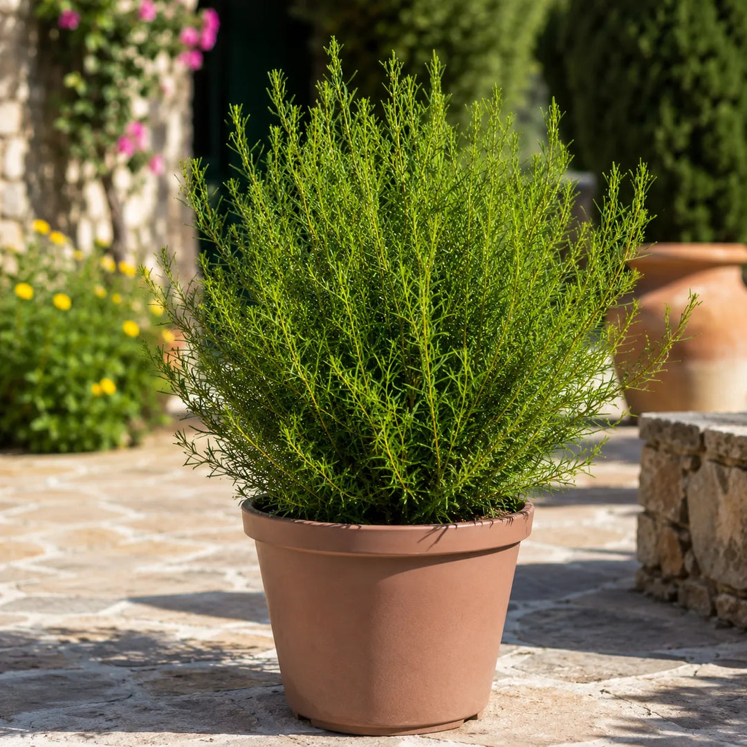 Boronia heterophylla in vaso color terracotta con vegetazione folta e ornamentale, posizionata in un giardino mediterraneo soleggiato.