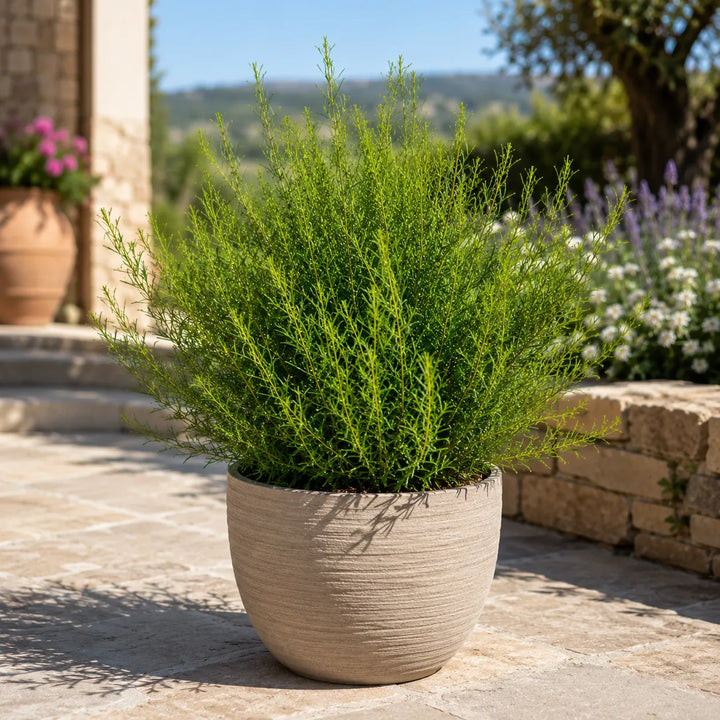 Pianta di Boronia heterophylla dal portamento cespuglioso coltivata in vaso decorativo beige, perfetta per patio, terrazze e aree relax all'aperto.