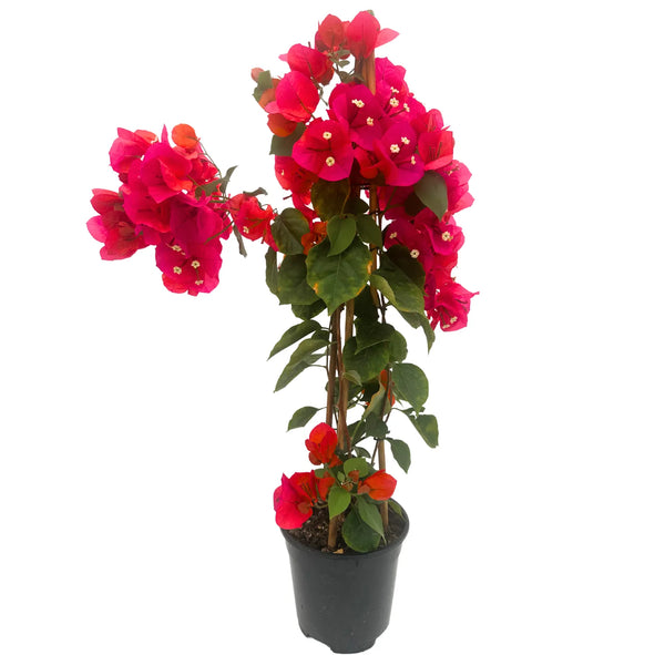 Bouganvillea Californiana Colori mix