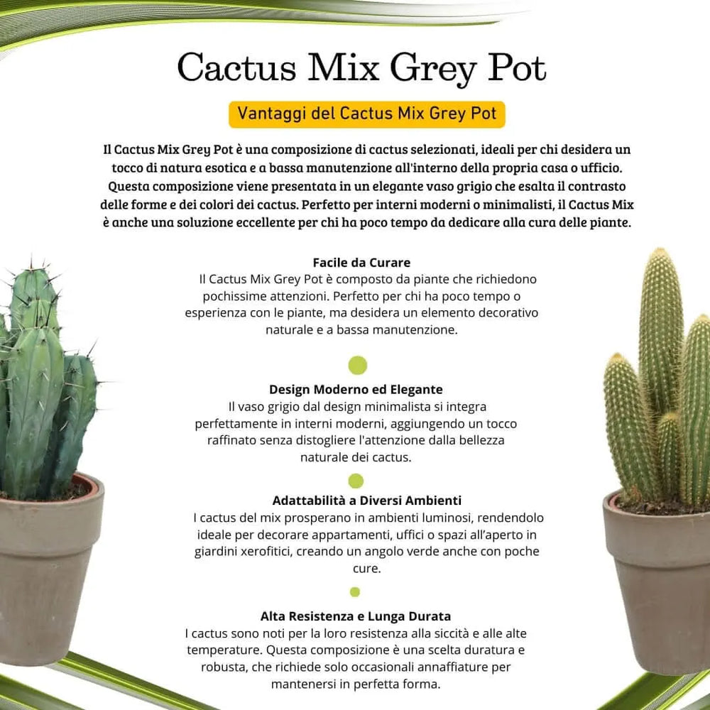 Cactus mix Grey Pot altezza piante 50 cm diametri vaso 17 cm - i Giardini di Giulia  