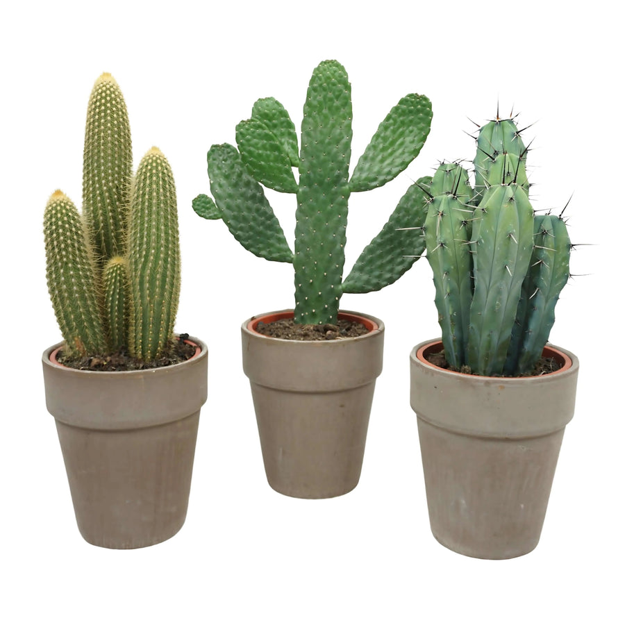 Cactus mix Grey Pot altezza piante 50 cm diametri vaso 17 cm - i Giardini di Giulia  