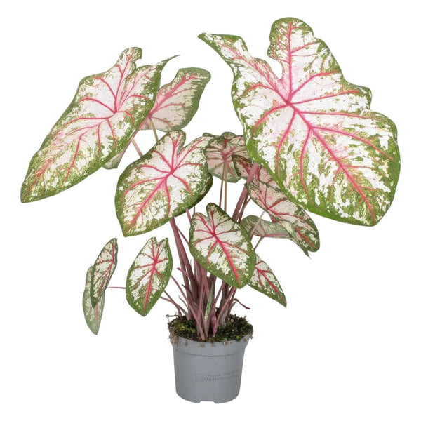 Tapisserie de caladium