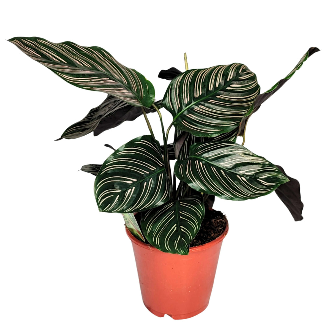 Calathea Ornata pianta - vista laterale con vaso decorativo in ambiente domestico