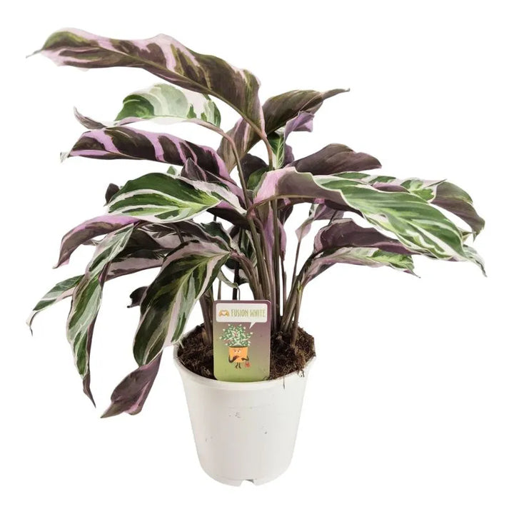Calathea Fusion White - pianta da interno con foglie variegate bianche e verdi