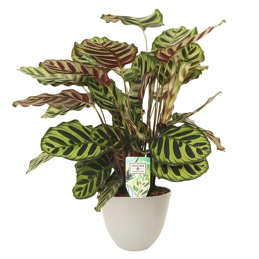 Calathea Makoyana - Pianta pavone in vaso avorio per interni, vista frontale