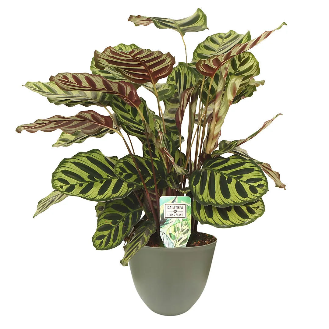 Calathea Makoyana luce - Pianta tropicale in vaso verde salvia, in ambiente luminoso