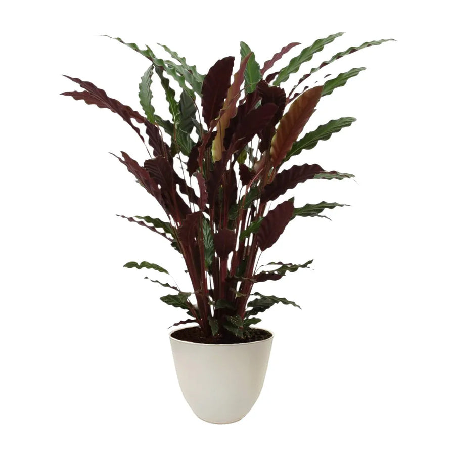 Calathea Rufibarba - Pianta da interno con foglie vellutate in vaso avorio