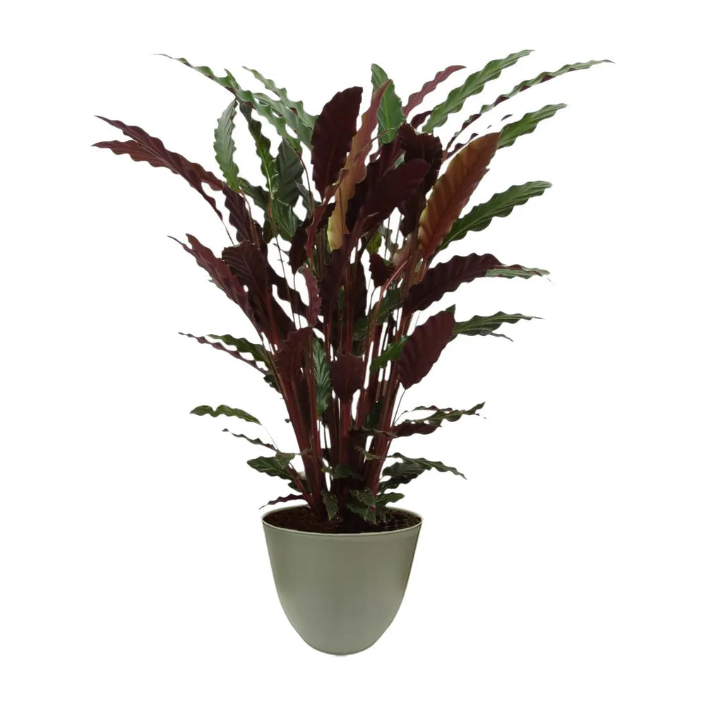 Calathea Rufibarba - Dettaglio delle foglie verde scuro e porpora