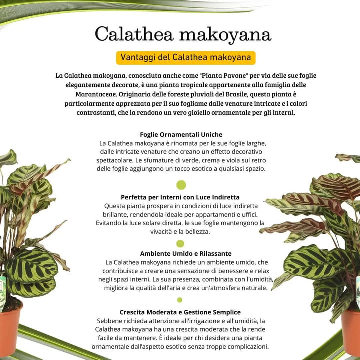 Calathea Makoyana prezzo - Pianta intera da Giardini di Giulia, con vaso decorativo