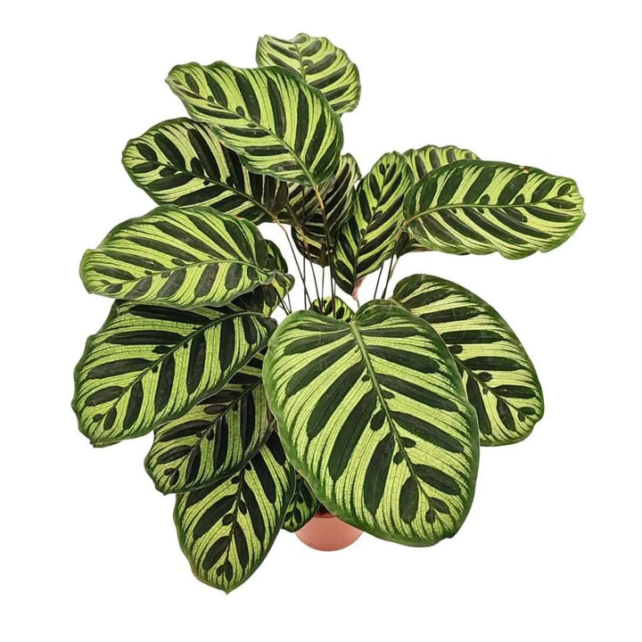 Calathea Makoyana - Vista frontale delle foglie variegate e dei loro disegni unici