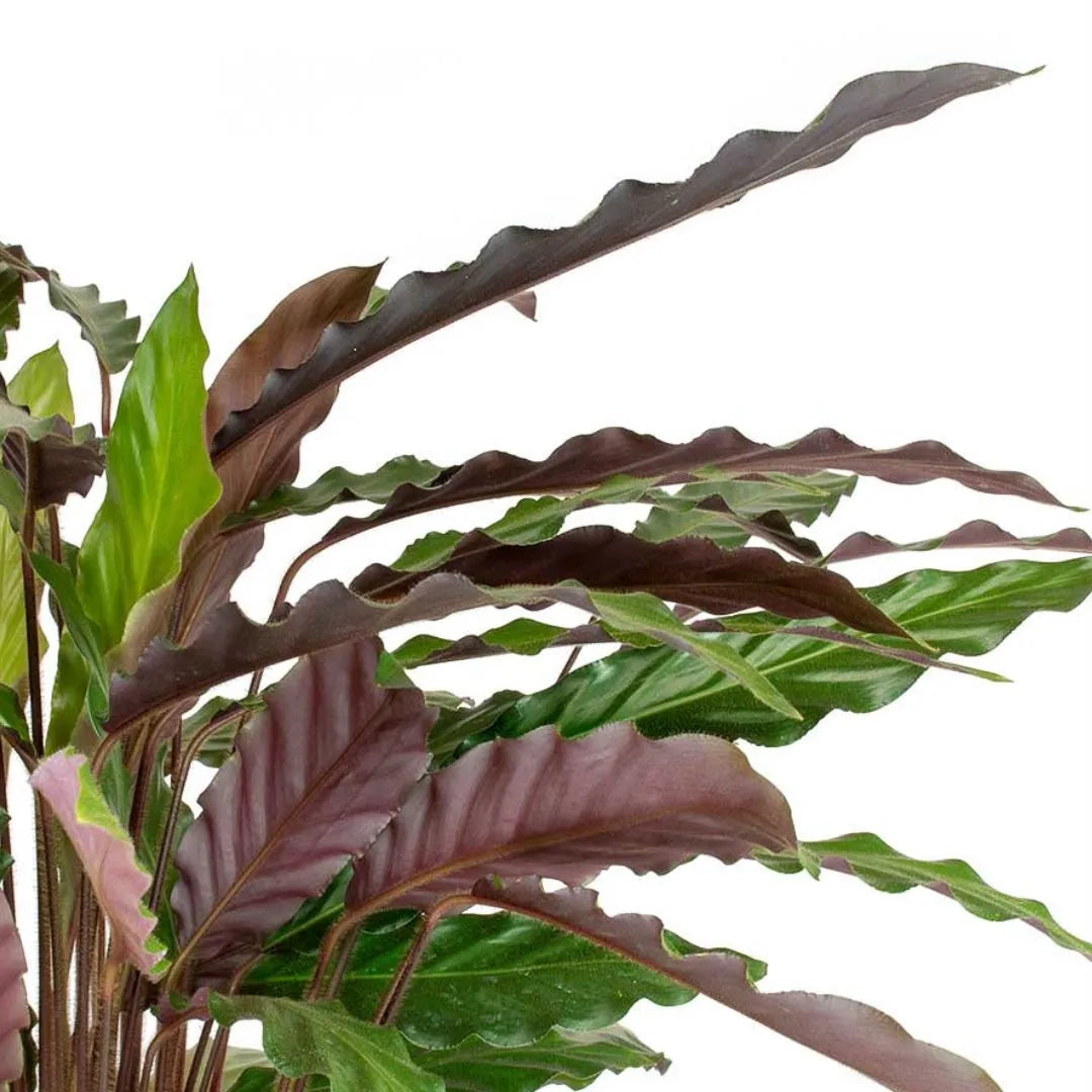 Calathea Rufibarba - Esempio di pianta in ambiente domestico moderno