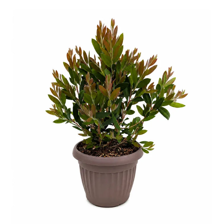 callistemon laevis pianta ornamentale da esterno in vaso marrone
