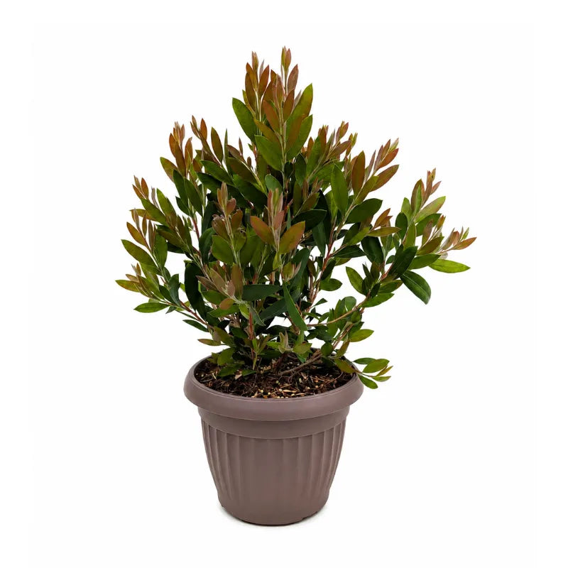 callistemon laevis pianta ornamentale da esterno in vaso marrone