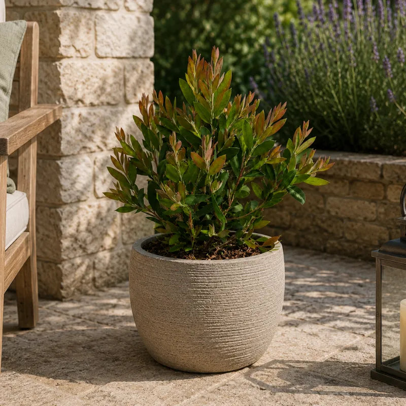 callistemon laevis in vaso decorativo su terrazzo mediterraneo luminoso