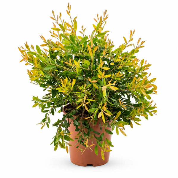 Callistemon Laevis in Vaso D.24 H.60 cm