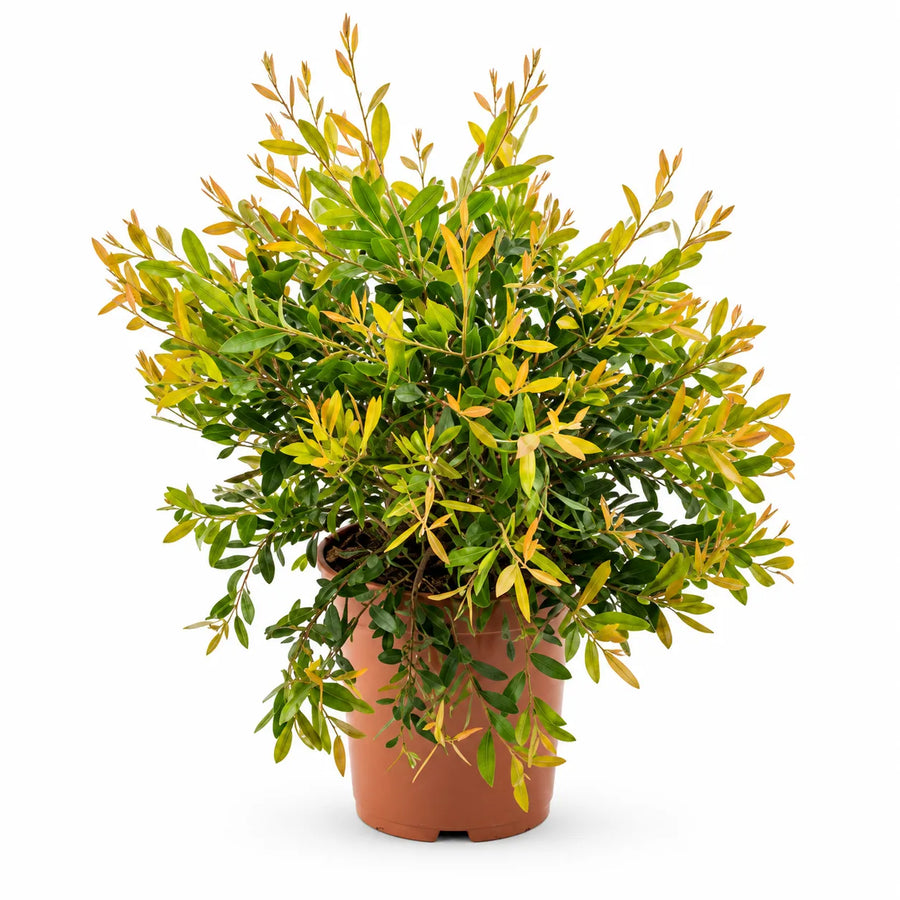Pianta di Callistemon Laevis in vaso diametro 24 cm e altezza 60 cm, fotografata su sfondo bianco
