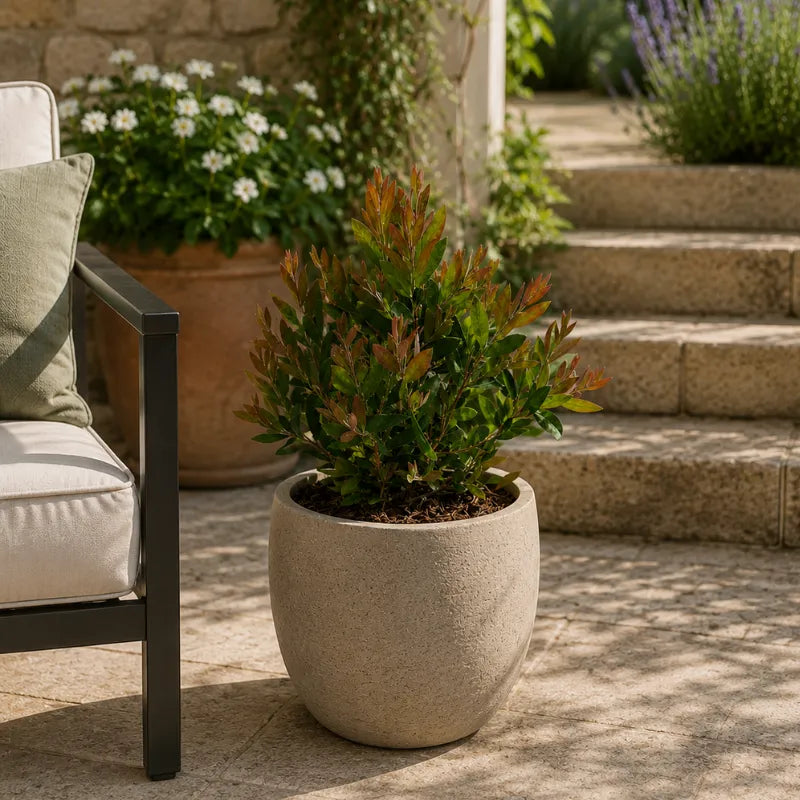callistemon laevis ornamentale in vaso elegante per giardino e balcone
