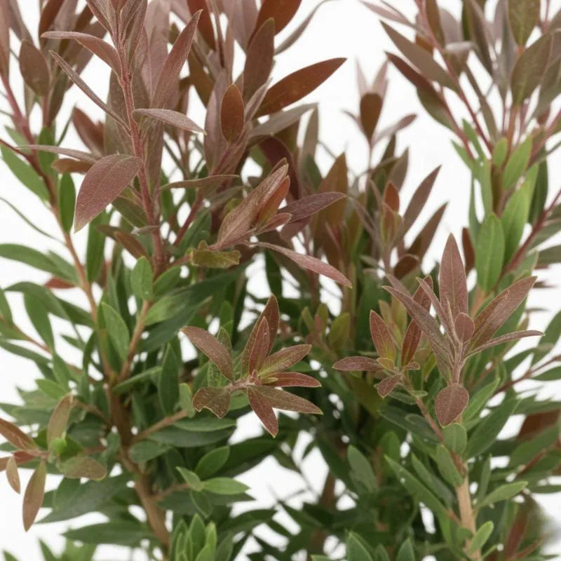 Callistemon Red Rocket - dettaglio ravvicinato dei fiori rossi a forma di spazzola