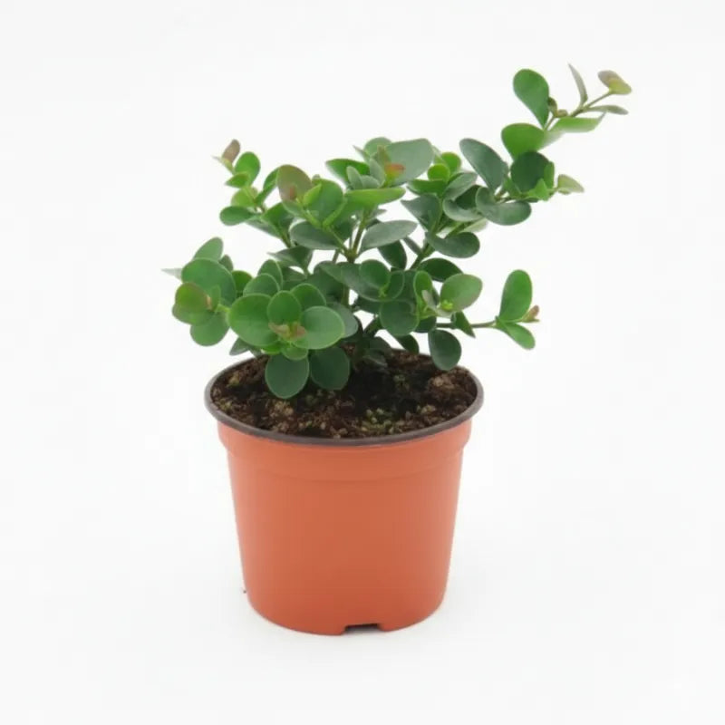 Carissa Grandiflora - pianta ornamentale sempreverde in vaso su sfondo bianco