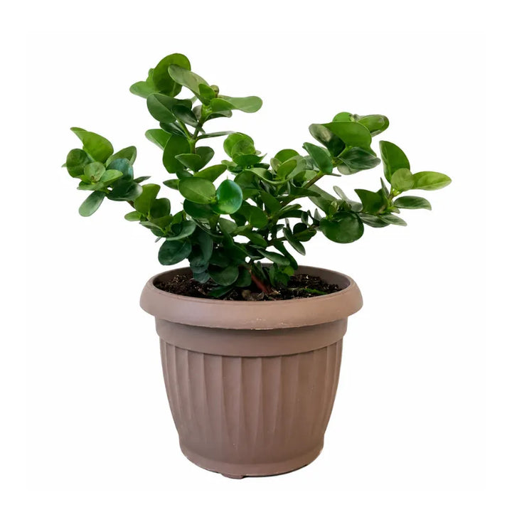 Carissa grandiflora in vaso da coltivazione con fogliame verde brillante e crescita compatta, isolata su sfondo bianco per scheda prodotto ecommerce.