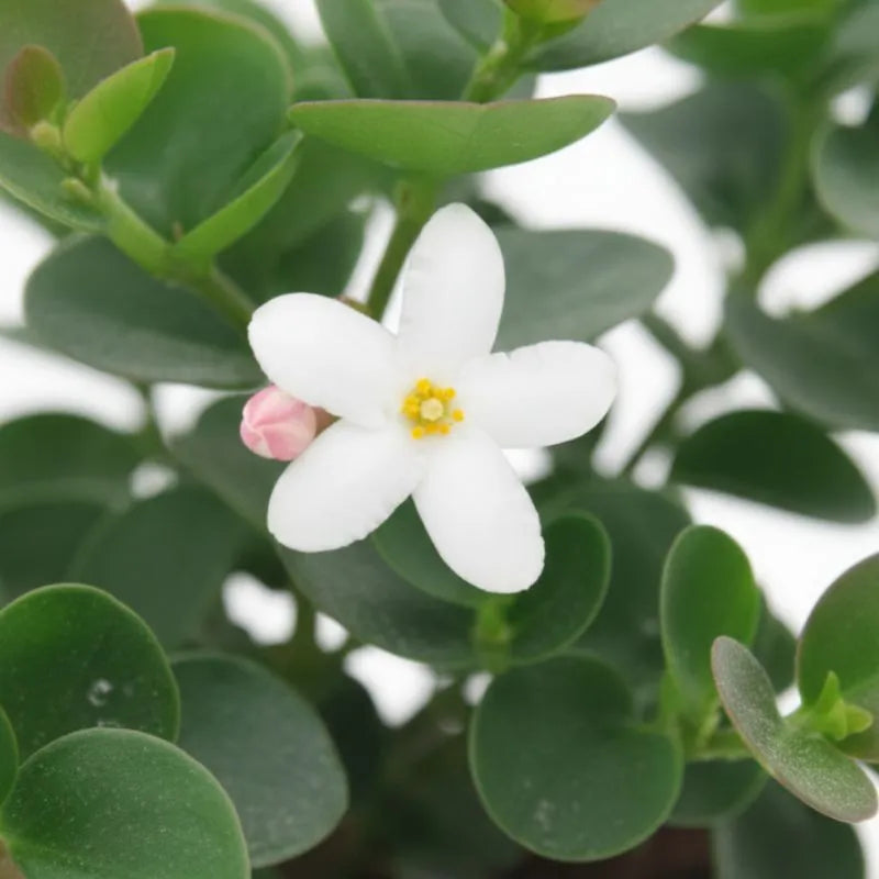 Carissa Grandiflora fiori - dettaglio dei fiori bianchi profumati e foglie lucide