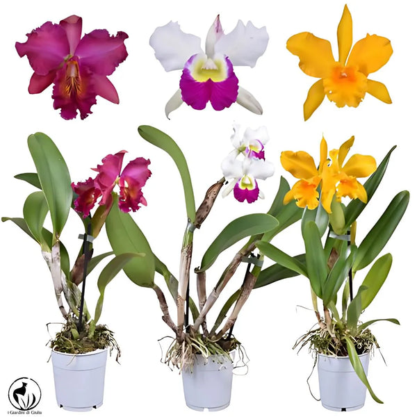 Orchidée Cattleya