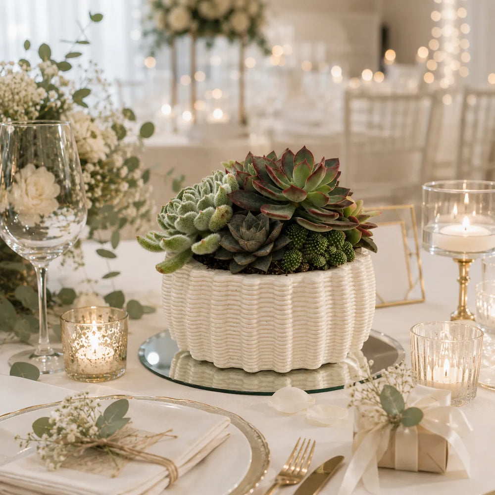 Composizione di piante grasse in vaso Dioniso bianco utilizzata come centrotavola elegante per eventi, matrimoni e decorazioni green.