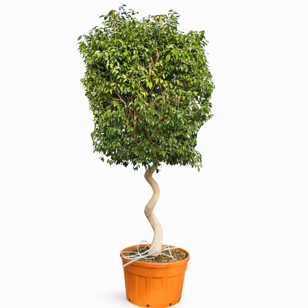 Ficus exotica spiral en pot plastique D.69 H. 270/300 cm