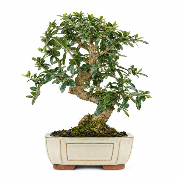 9-Year-Old Wild Olive Bonsai (Olea Europaea Sylvestris) - Premium Collection