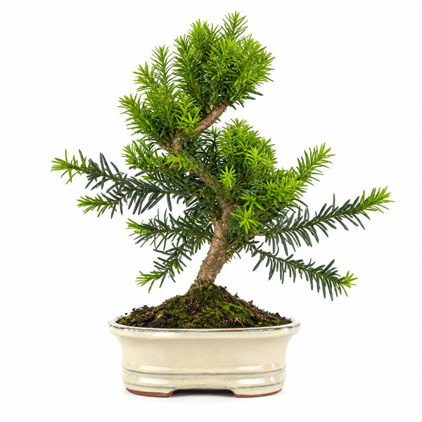 9-Year-Old Taxus Media (Yew) Bonsai – Premium Collection