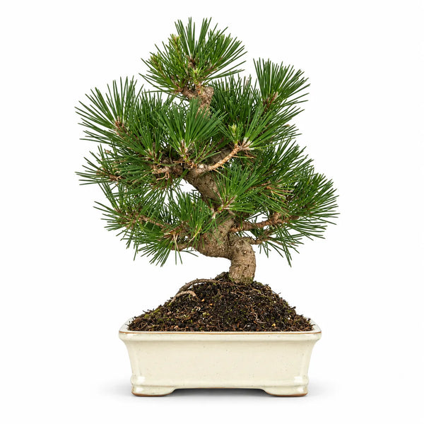Bonsaï Pinus thunbergii de 12 ans – Collection premium