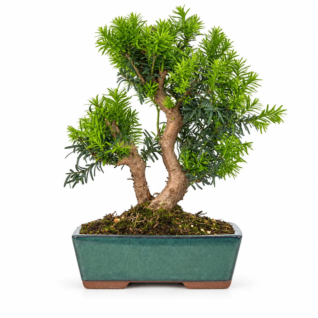 12-Year-Old Taxus Media Bonsai – Premium Collection