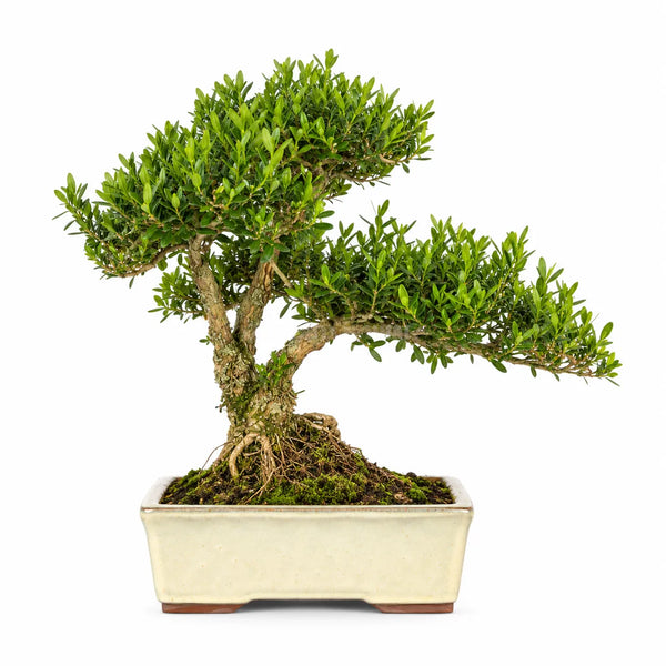 Bonsai 15 Anni Buxus Harlandii - Collezione Premium