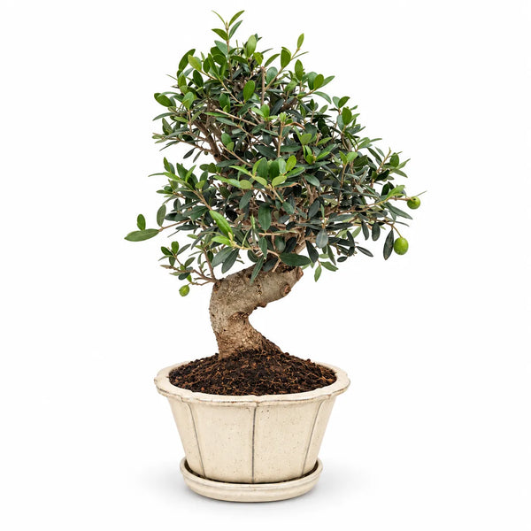 Bonsai Olea europaea (Olivenbaum), 18 Jahre – Premium-Kollektion