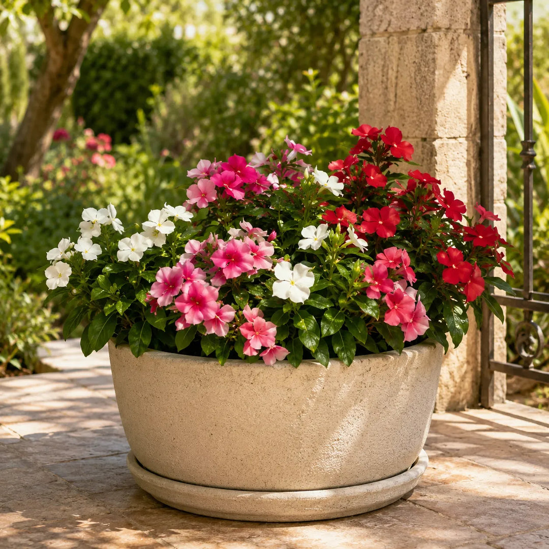 Vinca eretta diametro D.14 H.30cm