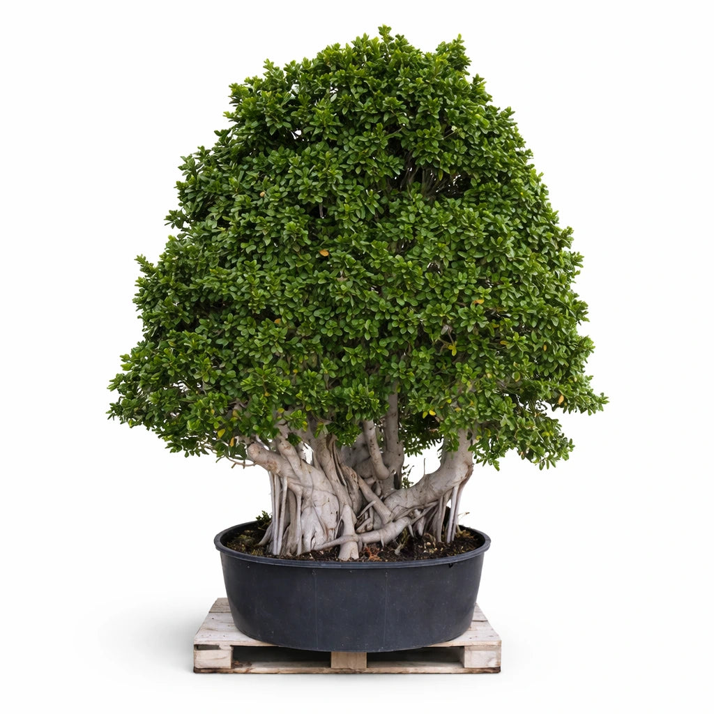 Bonsai ficus multiroot piramide H 320