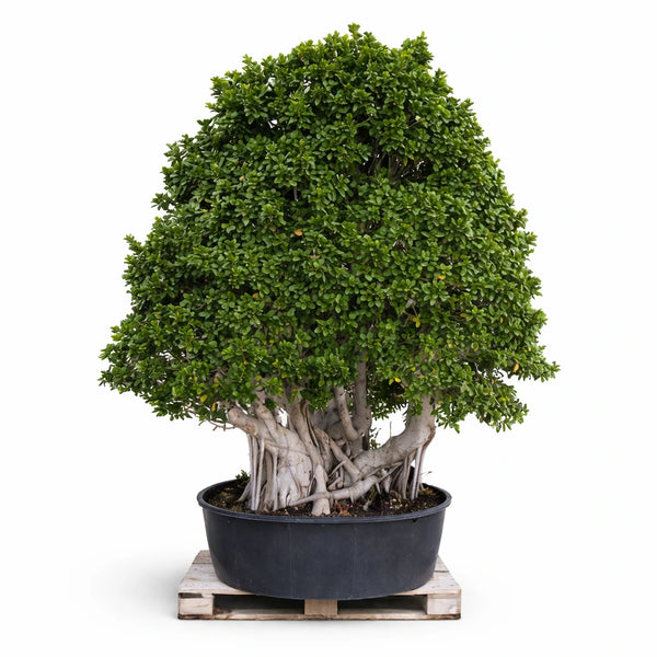 Bonsai ficus multiroot piramide H 320
