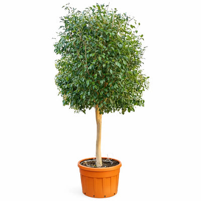 Ficus exotica standard in vaso plastica D.69 H.270/300 cm