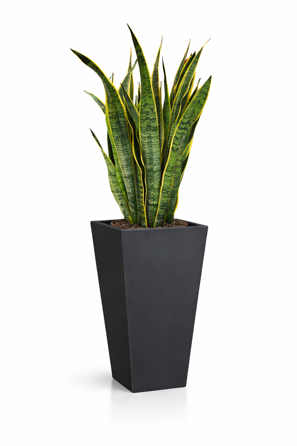 SANSEVIERIA LAURENTII EN EROS D. 30