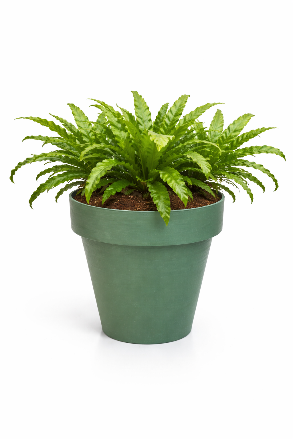 ASPLENIUM MIX EN TEMPS 35 3 PLANTES