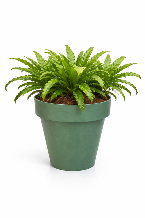 ASPLENIUM MIX EN TEMPS 35 3 PLANTES