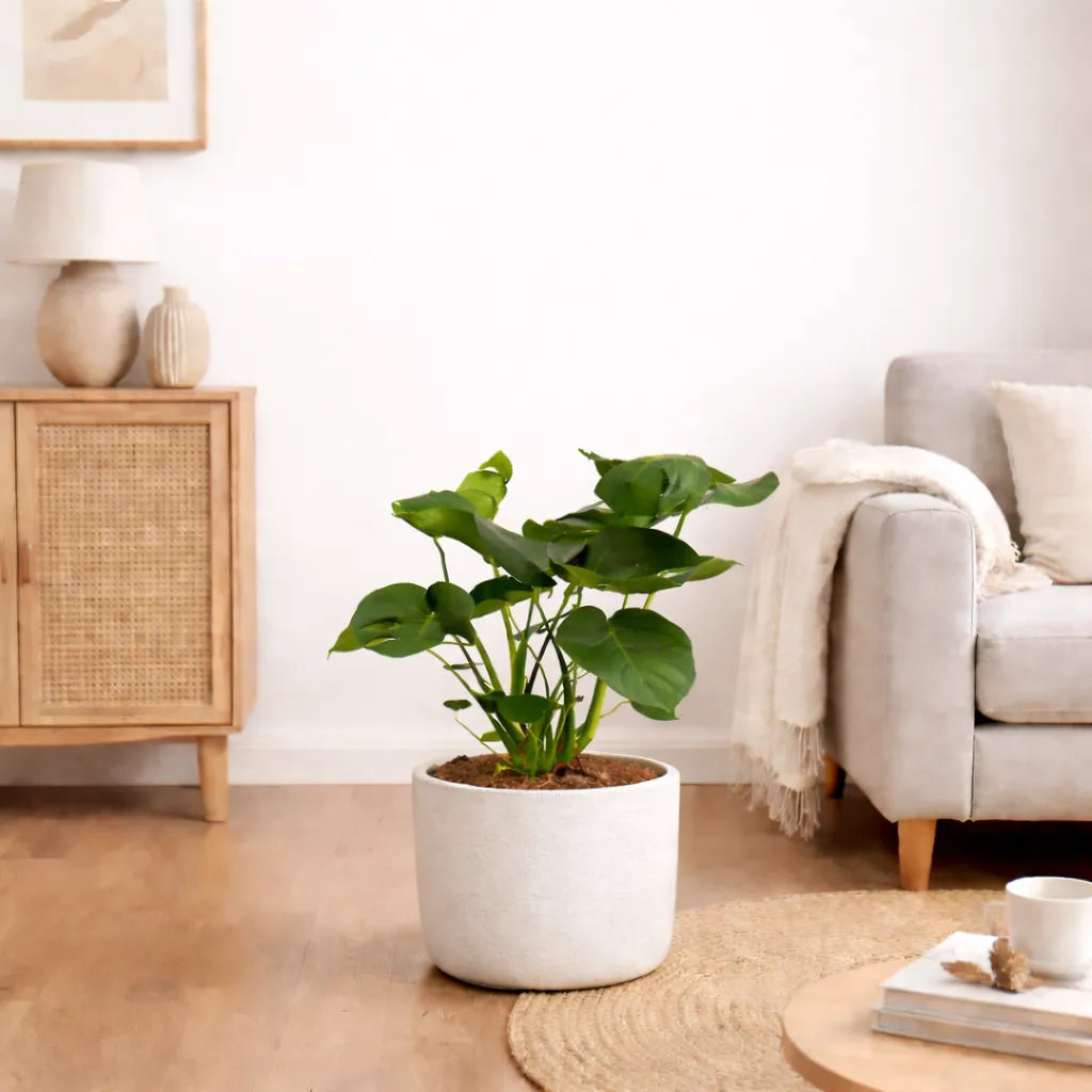 Monstera deliciosa D.19 H.60 cm