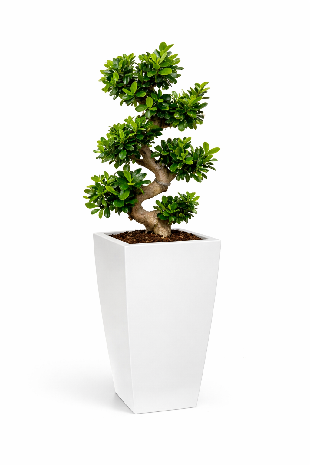 BONSAI EN S 70/80 DANS LOGOS D. 30 CM
